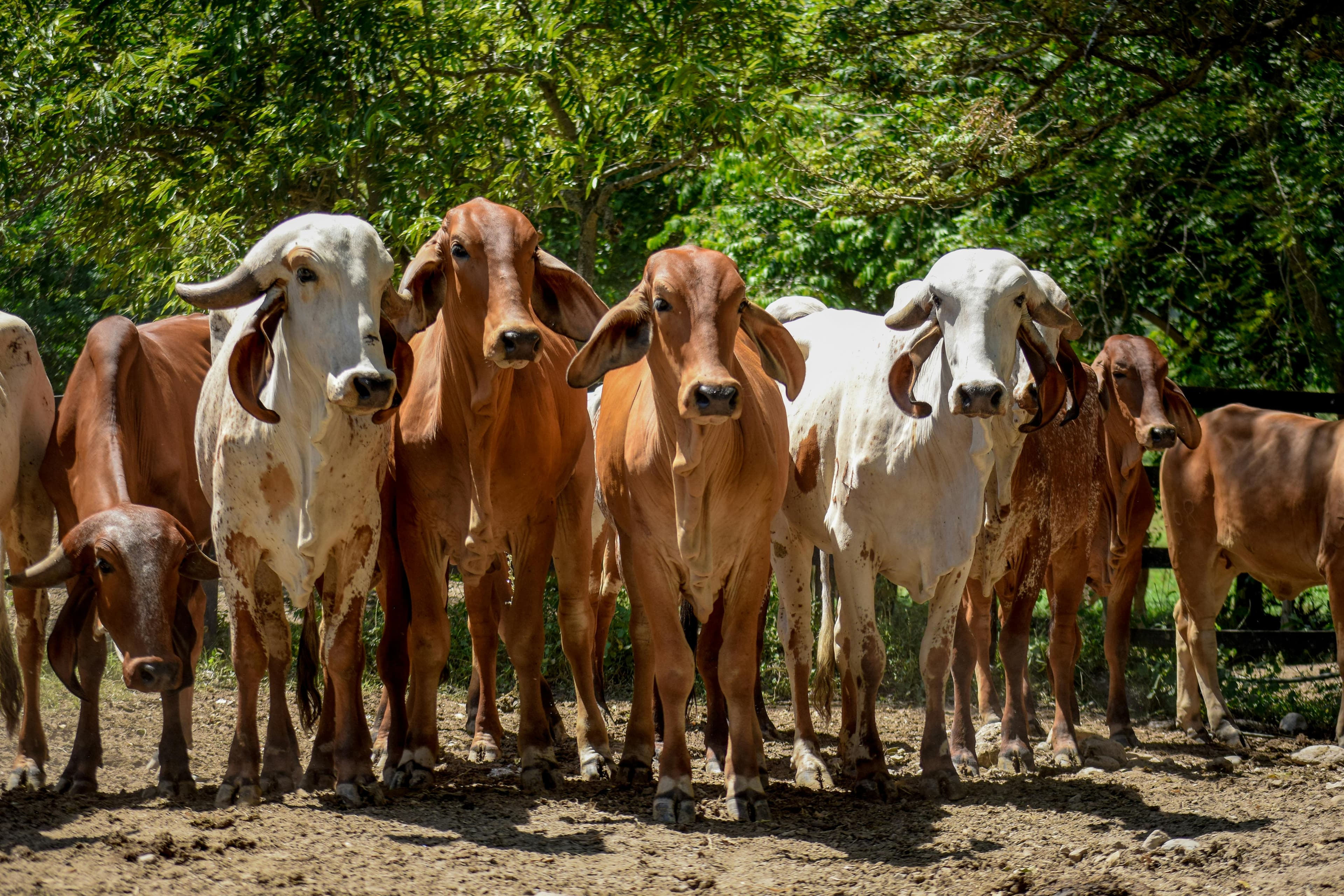 Various livestock including camels, goats, and sheep